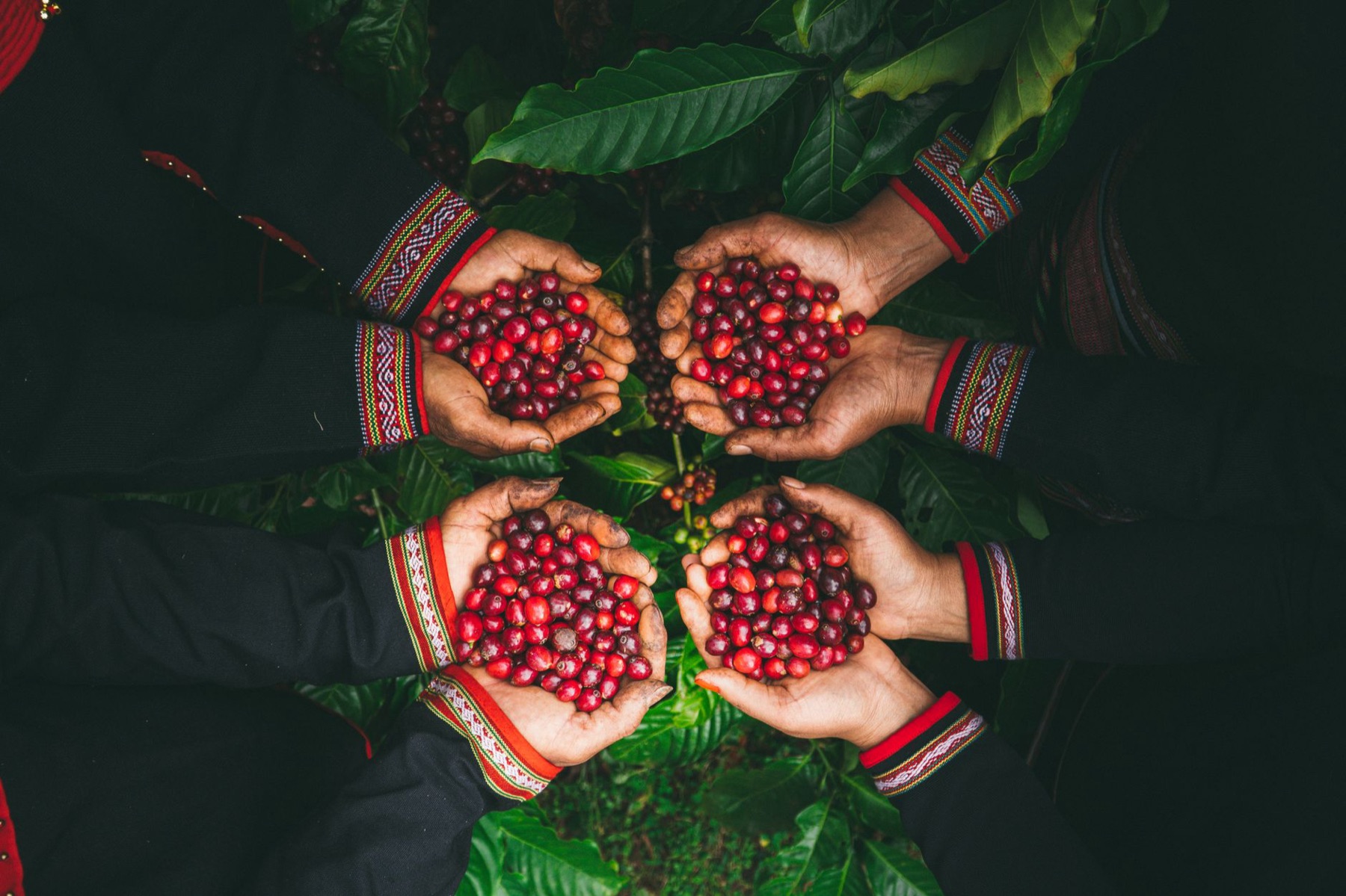 Buon Ma Thuot — Four hands holding freshly harvested red coffee cherries in a Vietnamese setting