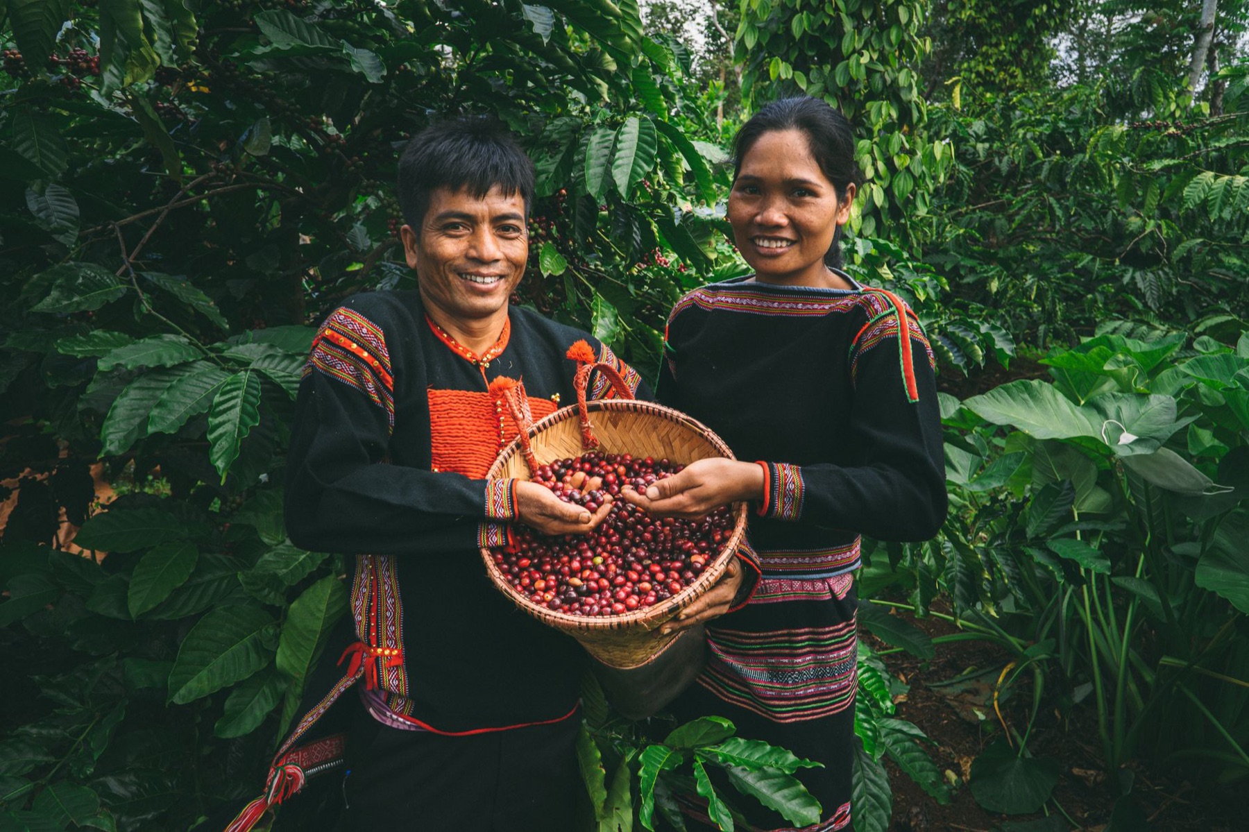 Buon Ma Thuot — Two people in traditional attire harvesting coffee cherries in Vietnam.
