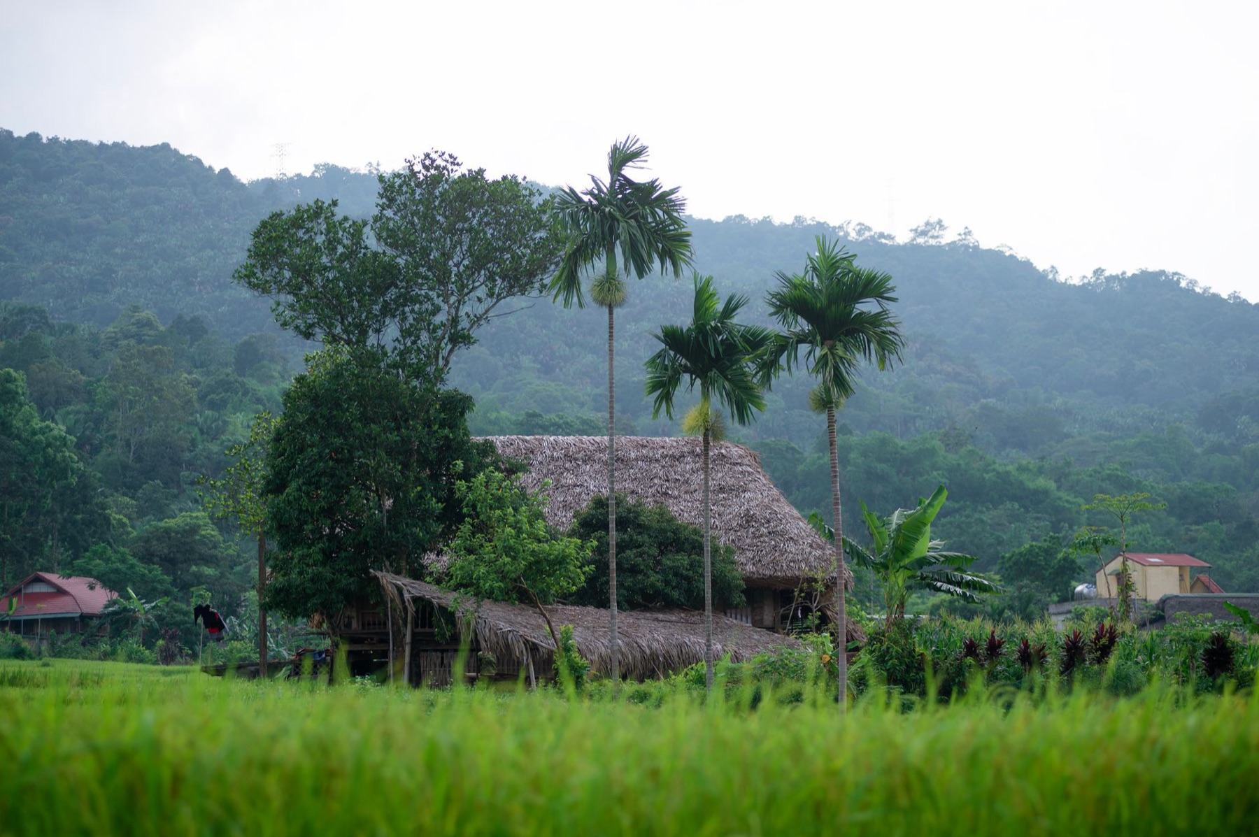 Mai Chau — View of a traditional thatched house surrounded by lush greenery in Hà Giang, Vi