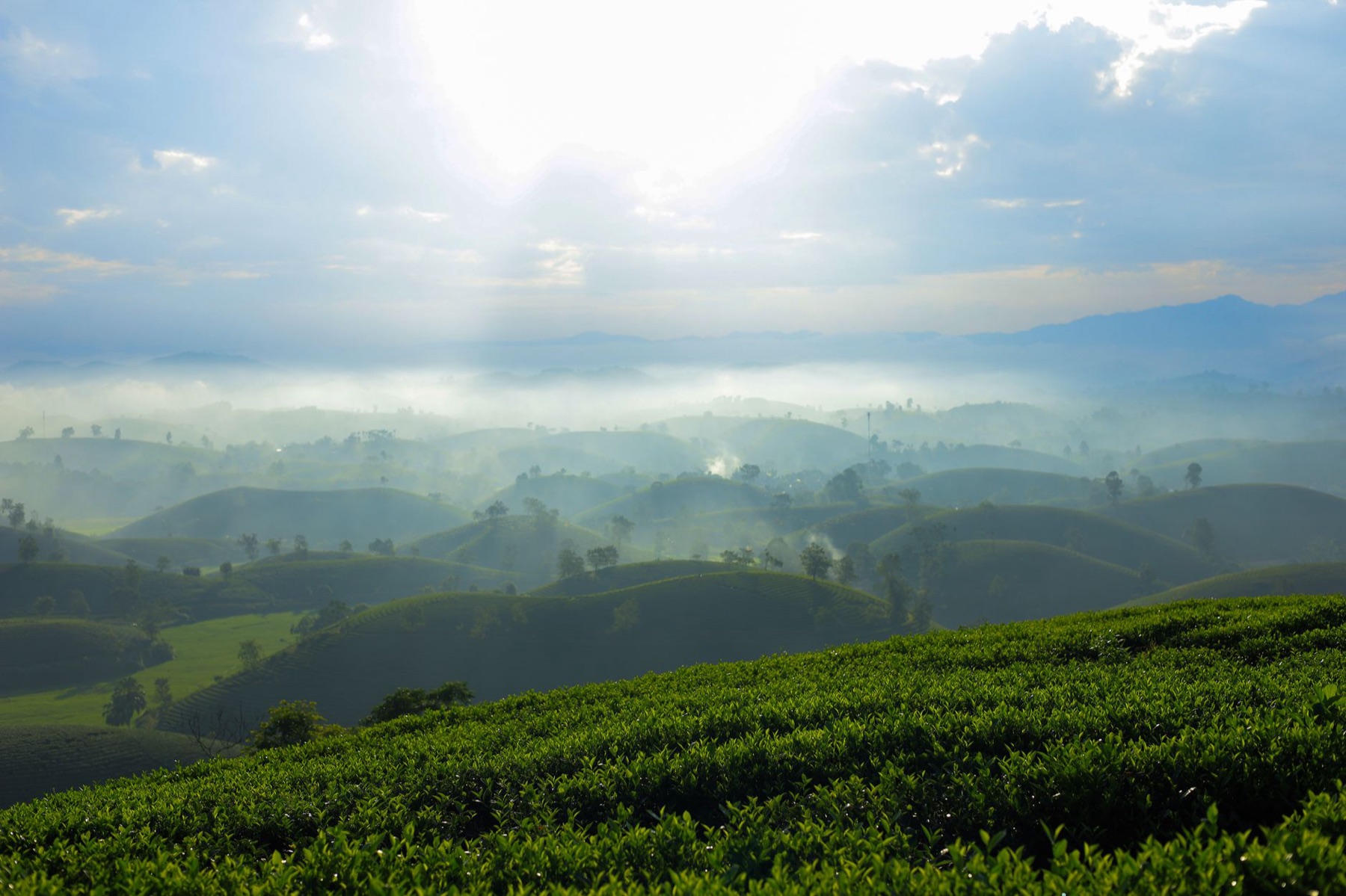 Moc Chau — Sunrise over lush tea plantations in misty Northern Vietnam landscape.